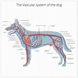 Premium Vector | Vascular system of the dog vector illustration