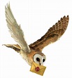 Harry Potter and the Philosopher's Stone Owl Hedwig Hogwarts - Harry ...