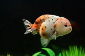 Calico Ranchu Goldfish/ Buygoldfishonline.com | Goldfish, Pet fish ...
