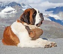 Saint Bernard Rescue Dogs And Brandy Barrels. - Dr. Wetbrain Presents