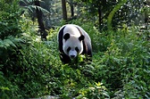 Giant Pandas - National Geographic for everyone in everywhere