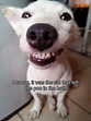 19 Funny Pics (Memes) Of Jack Russell Terriers - The Paws