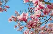 La magnolia, flor de encanto - 5 Septiembre