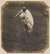 Don Juan, Comte de Montizón (1822–87) - Marabou stork, London Zoo