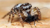 Arachnophobia - YouTube