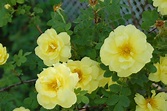 Is the Yellow Rose of Texas From Texas? | Dengarden