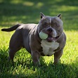 POCKET BULLY PUPPIES | LOUIS V LINE”S VENOM X MUSCLETONE’S REMI ...