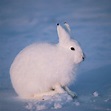 Arctic Hare Babies