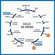 Juegos de Ciencias | Juego de Apréndete el Ciclo de Krebs | Cerebriti