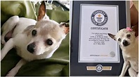 Oldest Living Dog - The Swanky Pets