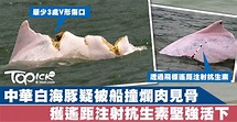 中華白海豚疑被船撞爛肉見骨 獲遙距注射抗生素堅強活下 - 香港經濟日報 - TOPick - 新聞 - 社會 - D180921