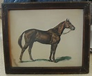 1940's Ned Chase Portrait Man O' War Thoroughbred Horse Racing Litho ...
