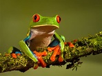 The Red-Eyed Tree Frog | 10 World's Most Amazing Frogs!