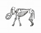 Esqueleto de mamut | Galerías, Animales prehistóricos, Mamuts