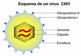 Esquema de virus ¡Fotos & Guía 2021!