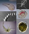 4 Main Groups of Protozoa - Owlcation