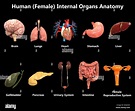 Female Internal Organs Anatomy Stock Photo - Alamy