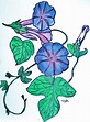 Morning Glory Vine Drawing at PaintingValley.com | Explore collection ...