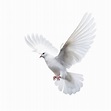 White dove on transparent background 24280394 PNG