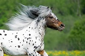 20 Gorgeous Images Of Appaloosa Horses To Make Your Day