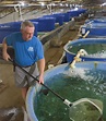 Ohio’s largest indoor fish hatchery traces journey from trout to shrimps - Aquaculture North America