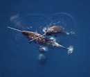 The Narwhal: Species Facts, Info & More | WWF.CA