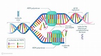La réplication de l'ADN : cours 1re - SVT - SchoolMouv
