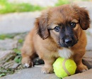 Adopter un chiot : les conseils à retenir - DogCity