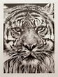 Tigre Ritratto Animali Disegno da foto Disegno a matita realistico ...