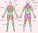 Major Muscle Groups | Body muscle anatomy, Human muscle anatomy ...