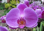 Hábitat de las Orquídeas - Orquídeas del Mundo