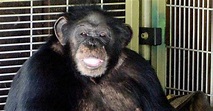Travis the Chimpanzee – Dark Tales