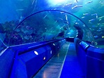 Undersea Walkway | Blue Planet Aquarium