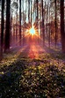 forest sun nature | Forest photography, Forest landscape, Forest photos