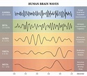 Brainwaves - How your brain works