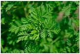 IJMS | Free Full-Text | Artemisia annua, a Traditional Plant Brought to ...