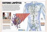 Cuerpo humano: toda la información del sistema linfático y un material ...