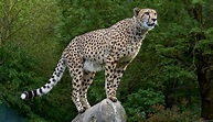 Cheetah – Spirit Animal, Totem, Symbolism and Meaning - Dream Astro ...