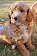Red Goldendoodle Puppies For Sale California - Pudding to come