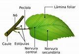 Folhas das plantas - Botânica - InfoEscola