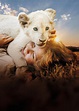 Mia und der weiße Löwe | Bild 23 von 25 | Moviepilot.de