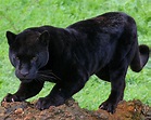 Fotografías de Panteras Negras - Felinos - Black Panthers Just ...