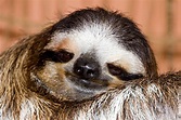 40 Adorable Sloth Pictures You Need in Your Life | Reader's Digest