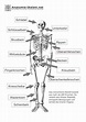 Das menschliche Skelett - beschriftet (Lehrmaterial) | Anatomie-Skelett.net