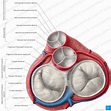 Herzklappen: Anatomie, Aufbau, Funktion und Auskultation | Kenhub