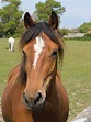 Horse Portrait Free Stock Photo - Public Domain Pictures