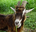 Goat - Cabra HD desktop wallpaper : Widescreen : High Definition ...