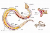 Anatomía de las serpientes: distribución y nombres de órganos internos ...