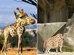 Short Necked Giraffes... Just Giraffes. : r/giraffes