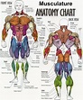 Muscles Diagrams: Diagram of muscles and anatomy charts
